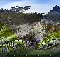 Mount Majura Vineyard - Queensland Tourism