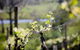 Barrgowan Vineyard - thumb 0