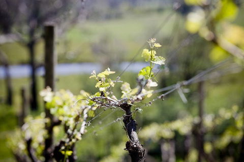 Barrgowan Vineyard - Queensland Tourism 0