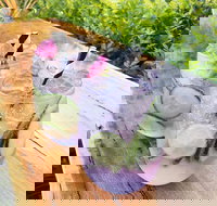 Swill - Queensland Tourism