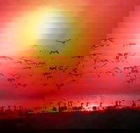 Four Birds - Queensland Tourism