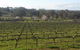 Lockwood Vineyard - thumb 1