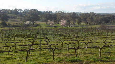 Lockwood Vineyard - Queensland Tourism 1