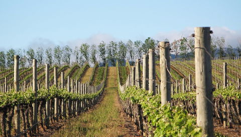 Philip Shaw Wines - QLD Tourism 1