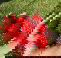 Beechworth Berries - Queensland Tourism