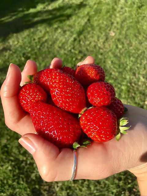 Beechworth Berries - Queensland Tourism 0