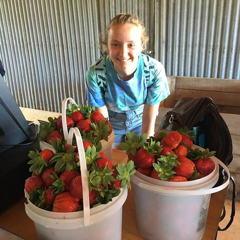 Beechworth Berries - Queensland Tourism 1