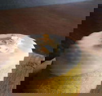 Hungry Grasshopper - Queensland Tourism