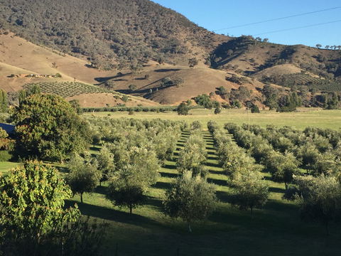 The Pressing Shed Cafe & Restaurant At Nullamunjie Olive Groves - Queensland Tourism 2