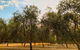 Talinga Grove - thumb 1