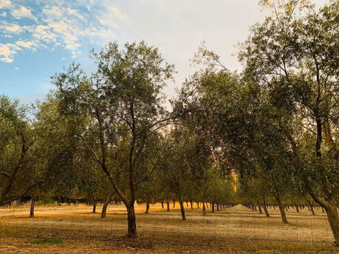 Talinga Grove - Queensland Tourism 1