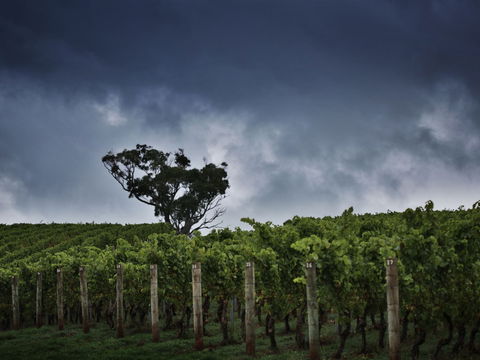 Dalrymple Vineyards - QLD Tourism 0