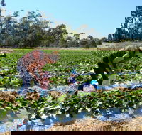 The Big Strawberry - Queensland Tourism