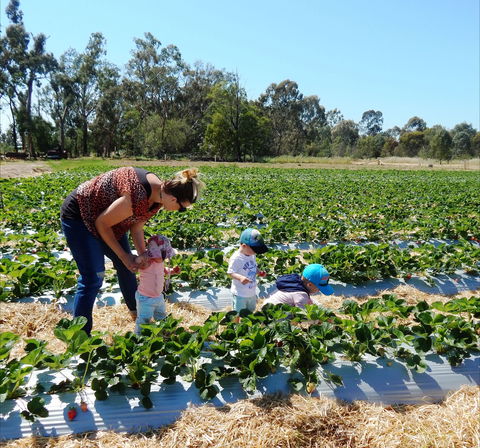 The Big Strawberry - Queensland Tourism 0