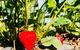 The Big Strawberry - thumb 2