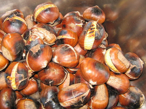 Tweenhills Chestnuts - QLD Tourism 0