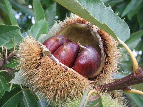 Tweenhills Chestnuts - QLD Tourism 1
