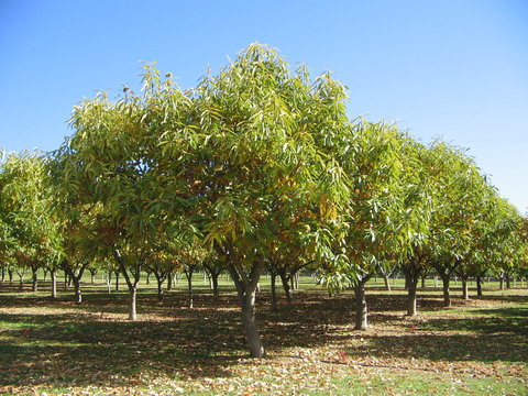 Tweenhills Chestnuts - QLD Tourism 2