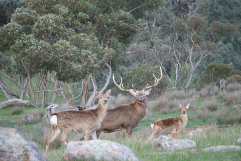 Hahndorf Venison - Queensland Tourism 0