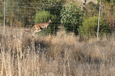 Hahndorf Venison - Queensland Tourism 2
