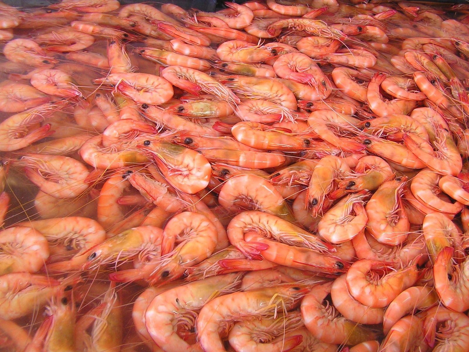 Bundaberg East QLD Queensland Tourism