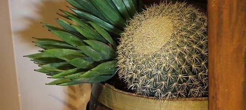 Cactus Jack's Bar & Grill - Queensland Tourism 2