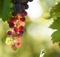 Raleigh Winery - QLD Tourism
