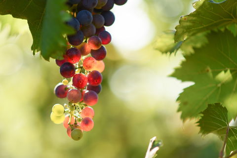 Raleigh Winery - Queensland Tourism 0