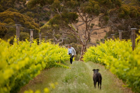 Islander Estate Vineyards - Queensland Tourism 1