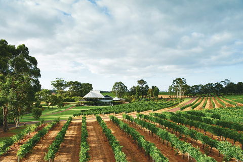Vasse Felix Winery - QLD Tourism 0