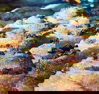 The Grumpy Baker - Castle Cove - QLD Tourism