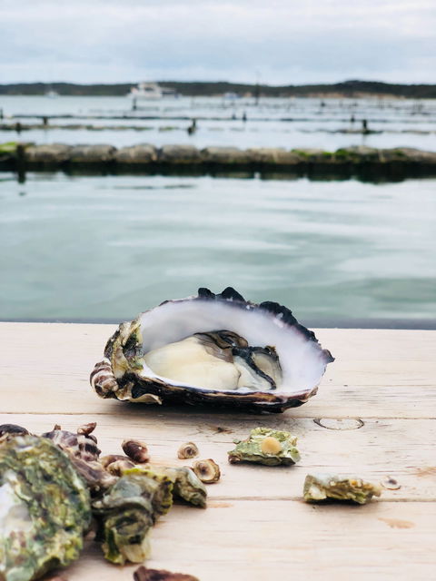 Oyster HQ - QLD Tourism 1