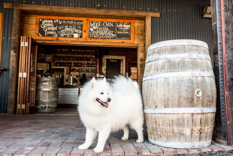 Smiling Samoyed Brewery - Queensland Tourism 0