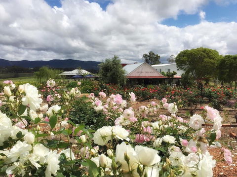 Hanging Tree Wines - QLD Tourism 1