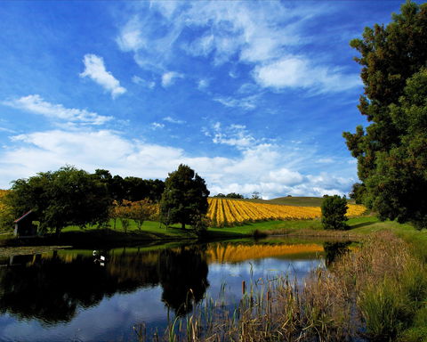Leaning Church Vineyard - Queensland Tourism 1