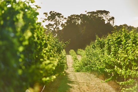 Cape Mentelle Vineyards - Queensland Tourism 2