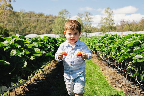 Hillwood Berries Farmgate & Pick Your Own - Queensland Tourism 0