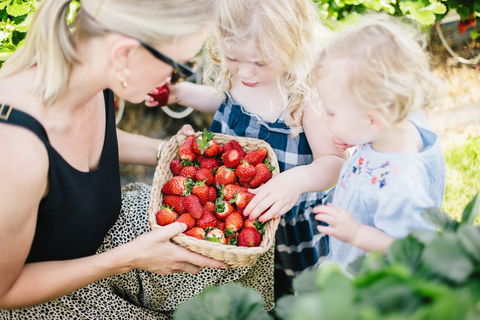 Hillwood Berries Farmgate & Pick Your Own - Queensland Tourism 2