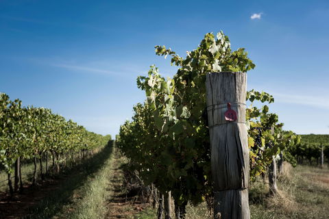 Tamburlaine Organic Wines Millthorpe Cellar Door - Queensland Tourism 2