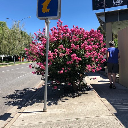 Alpine Gate Cafe - Queensland Tourism 0