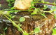 Tulum Restaurant - thumb 1