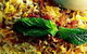 Dosa Hut Footscray - thumb 4