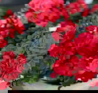 Poppys Home  Garden Centre - Queensland Tourism