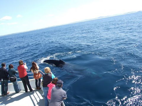 Moonshadow–TQC Cruises - QLD Tourism 1