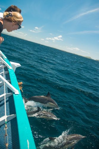 Moonshadow–TQC Cruises - QLD Tourism 3