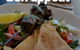 Green Zebra Restaurant - thumb 6