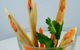 Sang’s Thai Restaurant - thumb 0