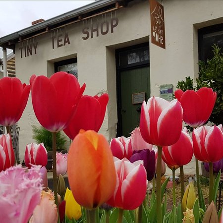 Tiny Tea Shop - QLD Tourism 0