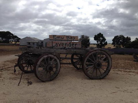 Emu Bay Lavender - QLD Tourism 0