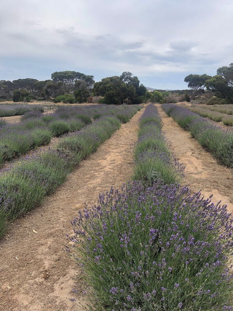 Emu Bay Lavender - QLD Tourism 4